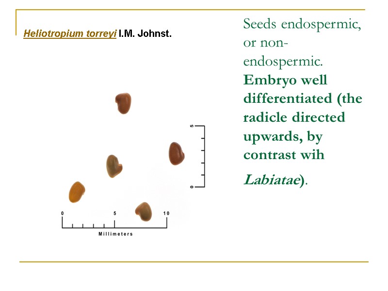 Seeds endospermic, or non-endospermic. Embryo well differentiated (the radicle directed upwards, by contrast wih